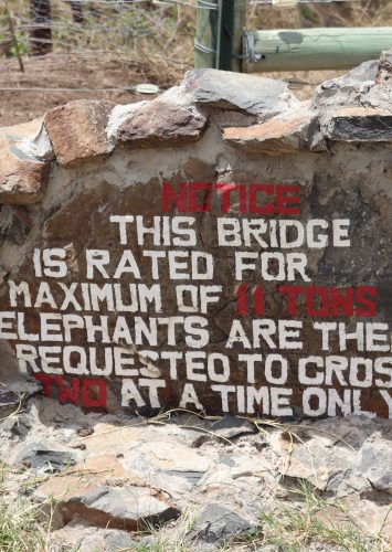 Africa, Part II – Safari in Kenya: Lions, Rhinos, and the Endless Savannah