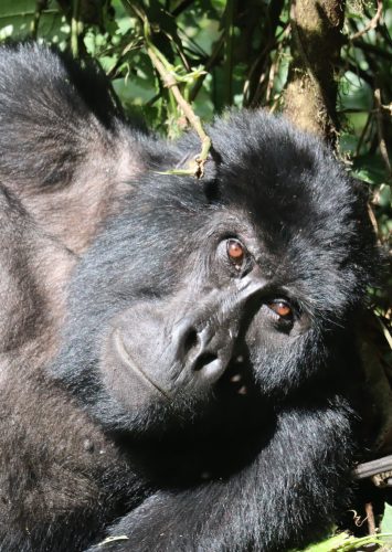 Africa, Part I – Into the Jungle: Uganda and the Mountain Gorillas